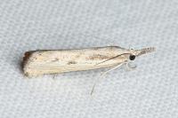Agriphila inquinatella