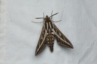 Hyles livornica
