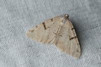 Macaria wauaria