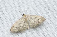 Idaea moniliata