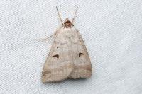Lygephila pastinum