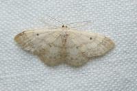 Idaea biselata