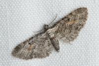 Eupithecia icterata