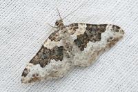 Epirrhoe galiata
