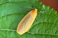 Wittia sororcula