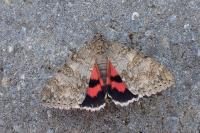 Catocala nupta