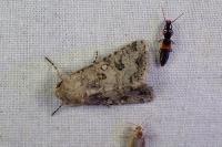 Anarta sodae