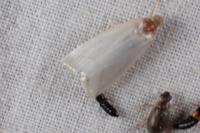 Calamotropha aureliellus