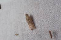 Cryptoblabes gnidiella