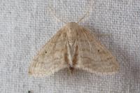 Idaea mancipiata