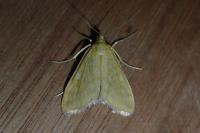 Sitochroa verticalis