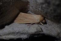 Mythimna pallens