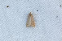 Udea ferrugalis