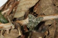 Polymixis lichenea