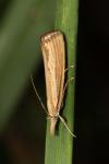 Agriphila straminella