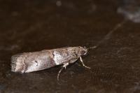 Acrobasis legatea