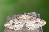 Alcis repandata
