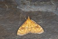 Anania verbascalis