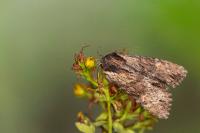 Apamea crenata