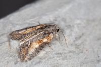 Bryophila raptricula
