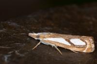 Catoptria mytilella