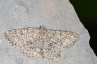 Charissa obscurata obscurata