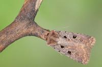 Chersotis andereggii
