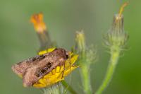 Chersotis cuprea
