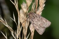 Dichagyris forcipula