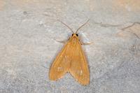 Dysauxes famula