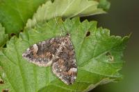 Dysstroma citrata