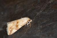 Eublemma ostrina