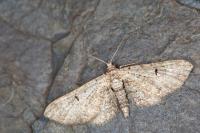 Eupithecia pimpinellata
