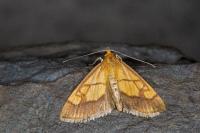 Evergestis limbata