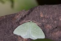 Hemistola chrysoprasaria