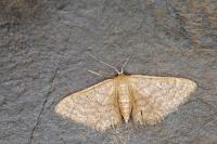 Idaea obsoletaria