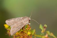 Lacanobia suasa