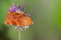 Noctua fimbriata