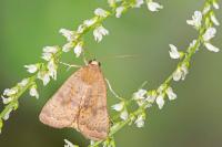 Noctua interjecta