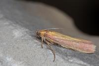 Oncocera semirubella