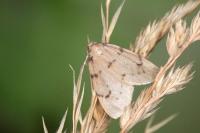 Paidia rica