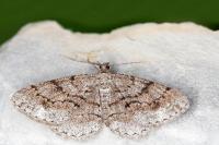 Peribatodes secundaria secundaria