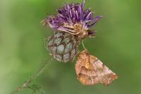 Selenia dentaria