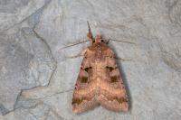 Xestia stigmatica