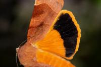 Noctua fimbriata