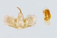 Dysstroma citrata