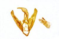Dysauxes famula