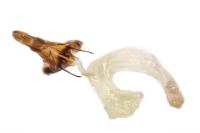 Dichagyris forcipula