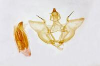 Charissa obscurata obscurata