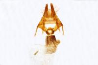 Apamea crenata